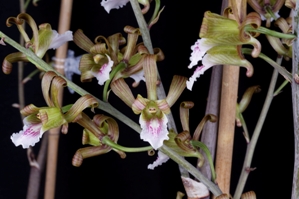 Eulophia petersii Kathy Nguyen HCC/AOS 78 pts.